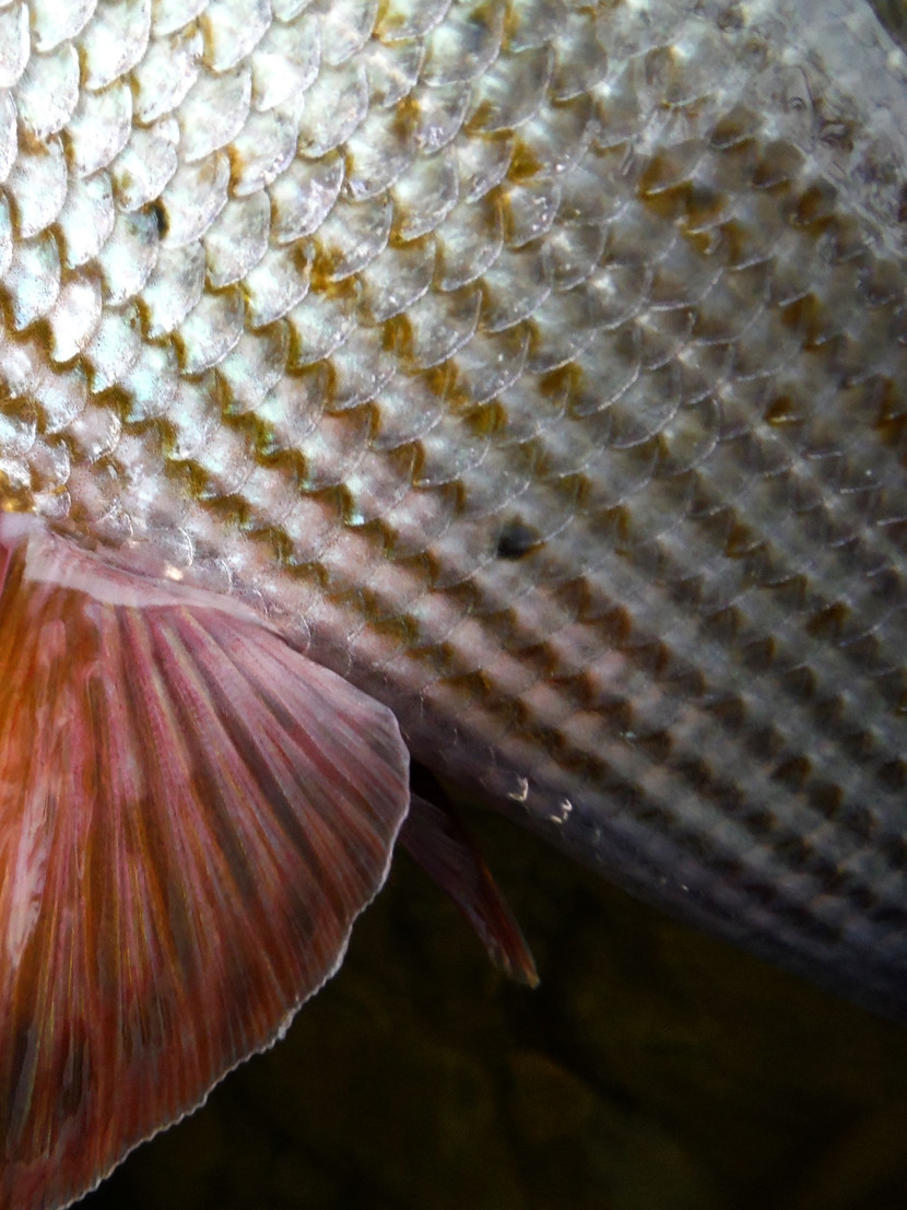 Irfon grayling colours